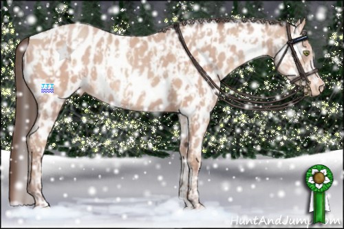 Horse Color:Amber Champagne Appaloosa  and Amber Champagne Appaloosa 
