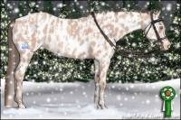 Horse Color:Amber Champagne Appaloosa  and Amber Champagne Appaloosa 