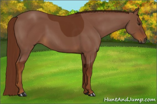 Horse Color:Gray Chestnut 