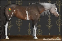 Horse Color:White Spotted Liver Chestnut 