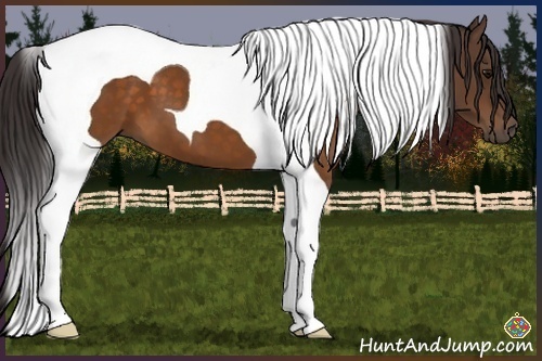 Horse Color:Buckskin Tobiano 