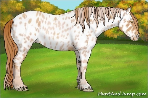 Horse Color:Gold Champagne Roan Near Leopard  and Gold Champagne Roan Near Leopard 