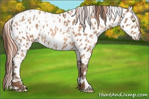 Horse Color:Sable Champagne Near Leopard and Gold Champagne Near Leopard