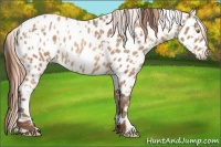 Horse Color:Sable Champagne Near Leopard and Gold Champagne Near Leopard