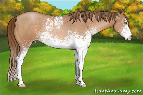 Horse Color:White Spotted Brown Pearl Appaloosa 