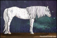 Horse Color:Plaid  Silver Buckskin Pearl Appaloosa 