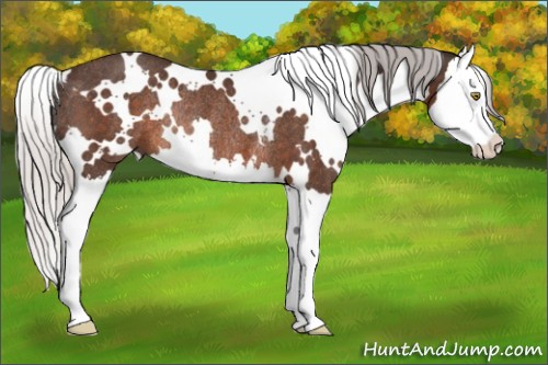 Horse Color:White Spotted Silver Brown Splash Rabicano 