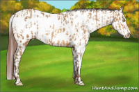 Horse Color:Amber Champagne Appaloosa  and Gray Amber Champagne Appaloosa 