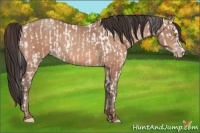 Horse Color:Amber Champagne Appaloosa  and Amber Champagne 