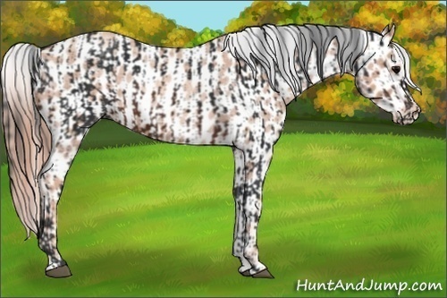 Horse Color:Brown  and Gold Champagne Roan Near Leopard Rabicano 