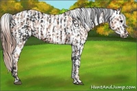 Horse Color:Brown and Gold Champagne Roan Near Leopard Rabicano