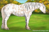 Horse Color:Gold Champagne Appaloosa  and Gold Champagne Appaloosa 