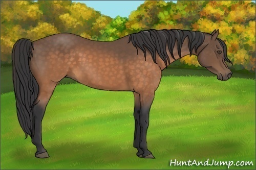 Horse Color:Buckskin 