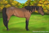 Horse Color:Buckskin 