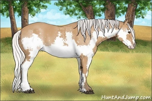 Horse Color:Silver Bay Splash Frame