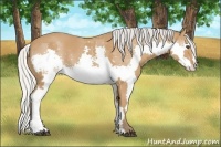 Horse Color:Silver Bay Splash Frame