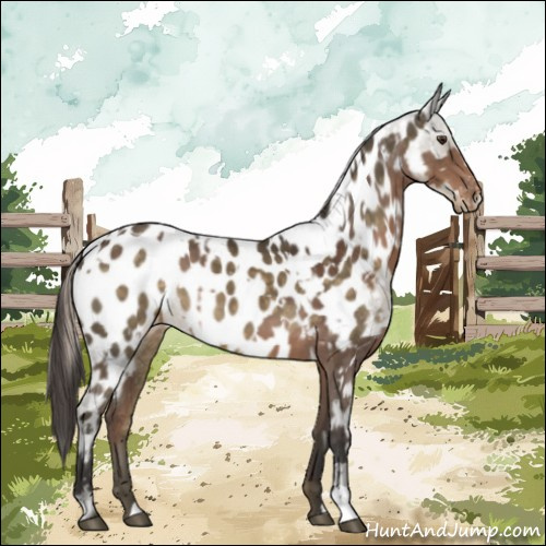 Horse Color:Liver Chestnut Appaloosa  and Chocolate Palomino Appaloosa 