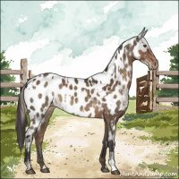 Horse Color:Liver Chestnut Appaloosa  and Chocolate Palomino Appaloosa 