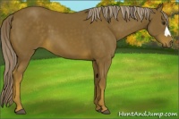 Horse Color:Chocolate Palomino 