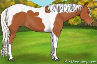 Horse Color:Silver Bay Tobiano