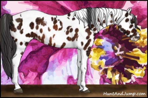 Horse Color:Bay Ice Tobiano Appaloosa Rabicano 