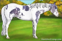 Horse Color:Watercolor White Spotted Silver Buckskin Ice Splash Tobiano 