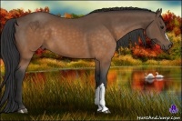 Horse Color:Buckskin 