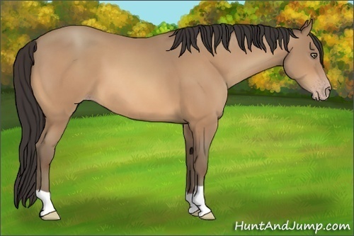 Horse Color:Amber Champagne 