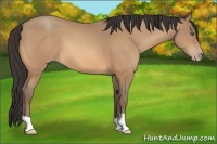 Horse Color:Amber Champagne