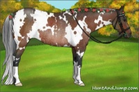 Horse Color:White Spotted Bay Rabicano 