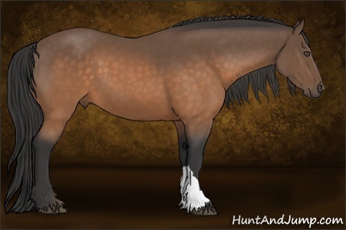 Horse Color:Buckskin 