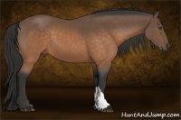 Horse Color:Buckskin 