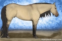 Horse Color:Buckskin Dun