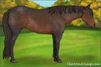 Horse Color:Liver Chestnut 