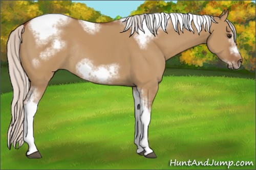Horse Color:Silver Bay Dun Sabino Tobiano Frame Rabicano 