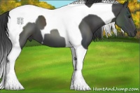 Horse Color:Smoky Black Tobiano 