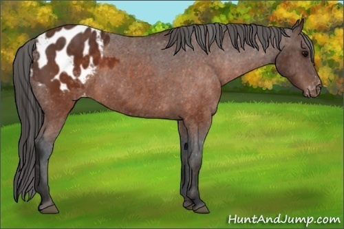 Horse Color:Brown Appaloosa  Brindle