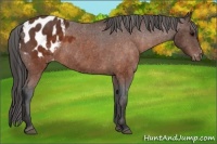 Horse Color:Brown Appaloosa  Brindle