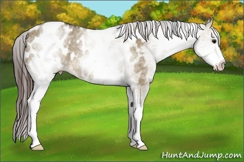 Horse Color:White Spotted Brown Dun Blanket Rabicano