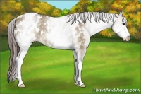 Horse Color:White Spotted Brown Dun Appaloosa Rabicano 