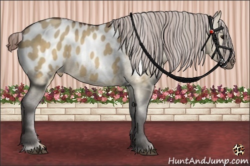 Horse Color:Brown Dun Appaloosa  Brindle