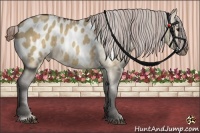 Horse Color:Brown Dun Appaloosa  Brindle