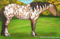 Horse Color:Amber Champagne Appaloosa and Gray Amber Champagne Appaloosa