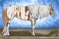 Horse Color:Brown Tobiano Appaloosa  Brindle