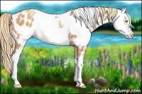 Horse Color:Gold Champagne Appaloosa  and Gold Champagne Appaloosa 
