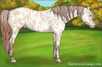Horse Color:Amber Champagne Dun Near Leopard and Amber Champagne Dun Near Leopard