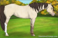 Horse Color:Amber Champagne Roan Dun 