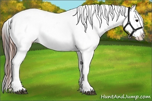 Horse Color:Brown Near Leopard Brindle