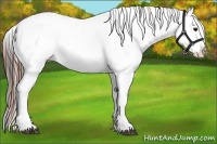 Horse Color:Brown Appaloosa Brindle