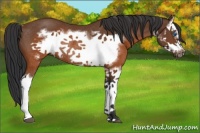 Horse Color:Brown Splash Frame Rabicano